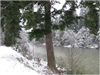 Nisqually River